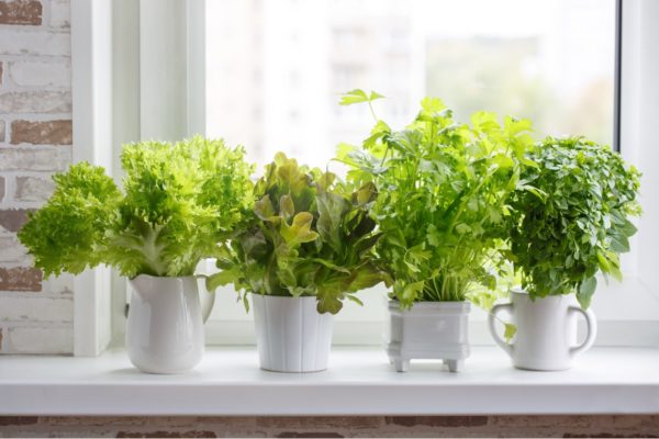 Herbs Workshop